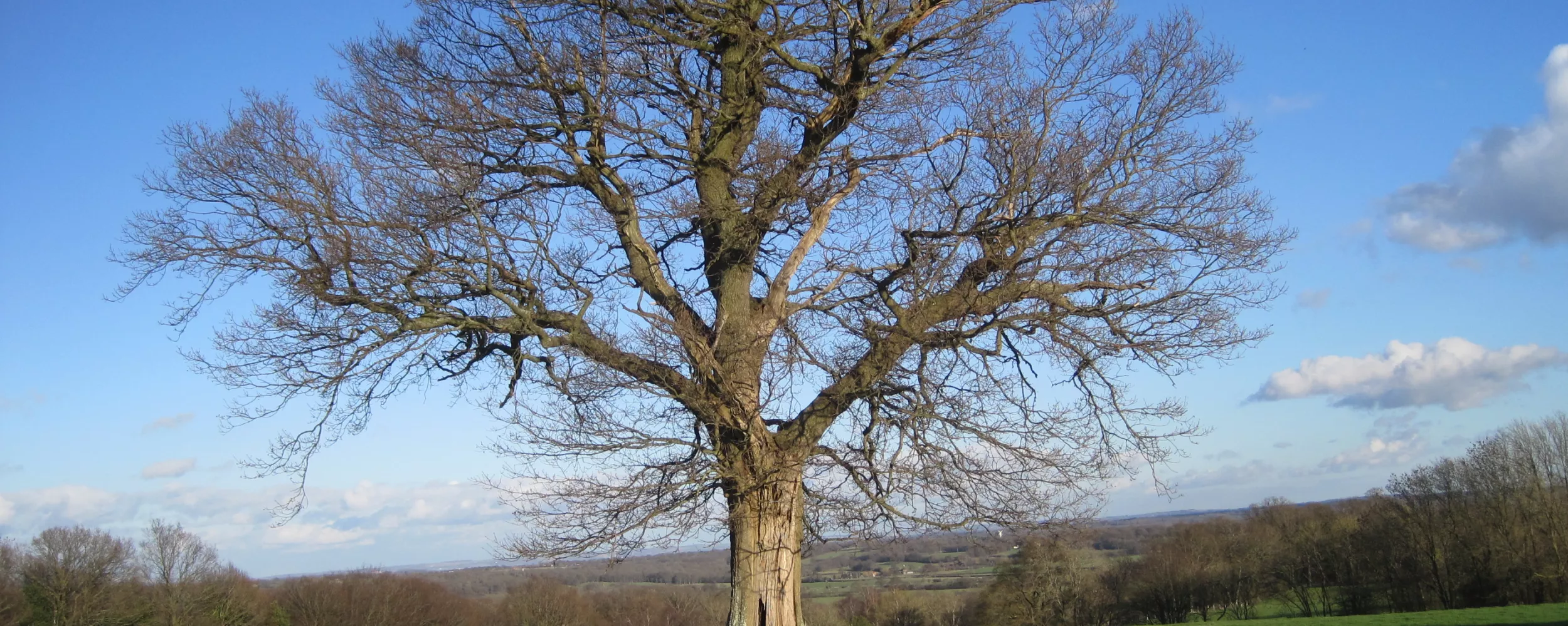 Trees in the Landscape